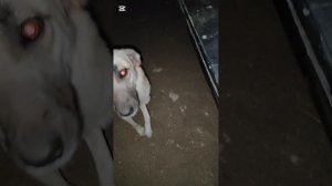 На собранные деньги удалось купить еду только для кошек