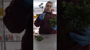 пересадка комнатных растений