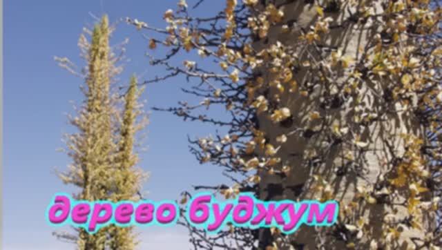 Дерево Буджум