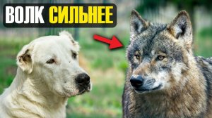 Почему ни один волкодав не сможет в одиночку победить матёрого волка?