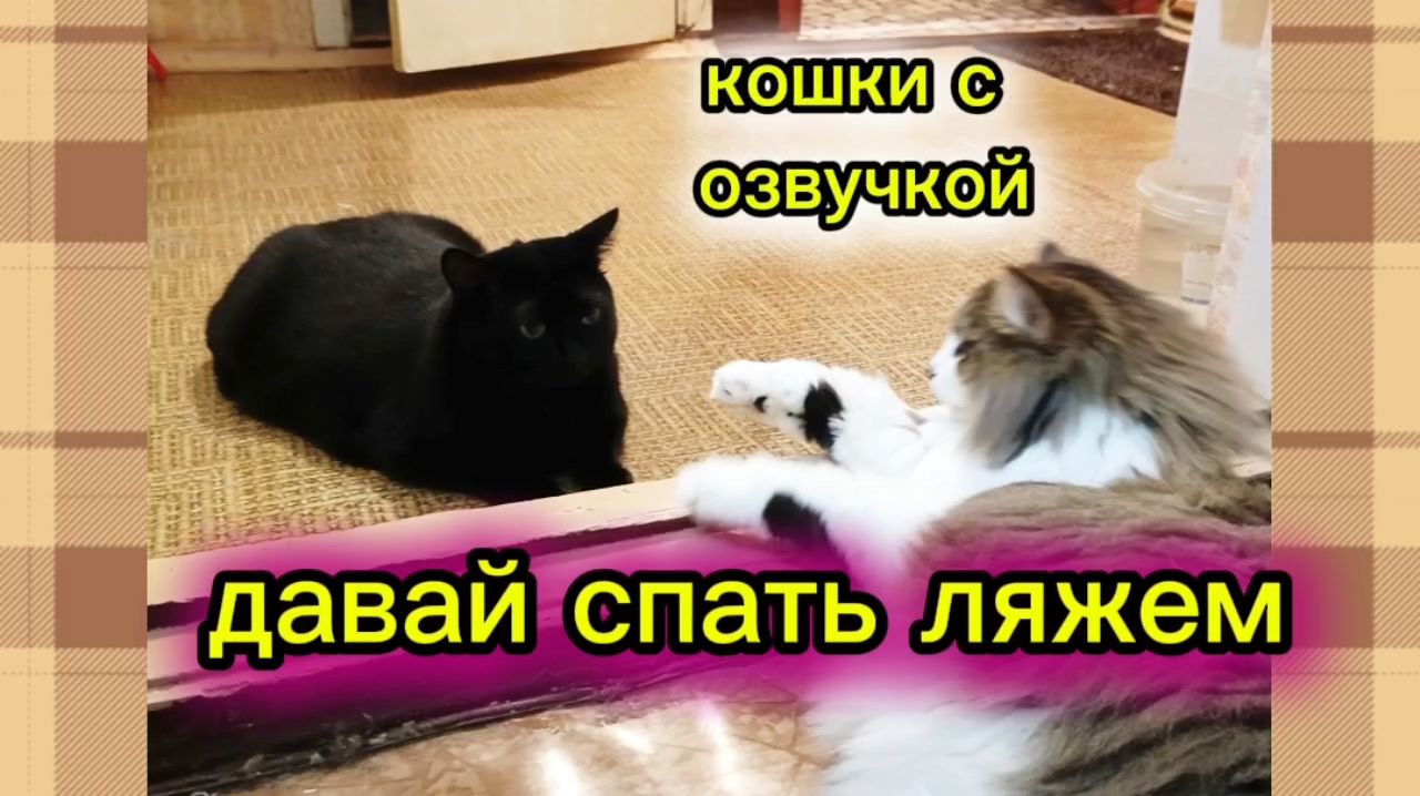Кошки с озвучкой. Забавные котики.