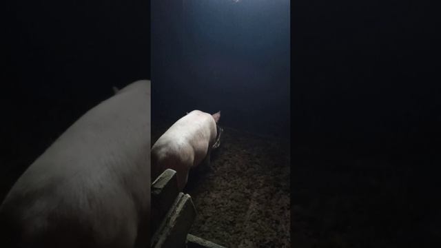 малыши выросли