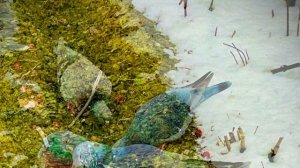 Прогулка по городу🏠🏚️🕊️🎡👫🌲🌱🍁