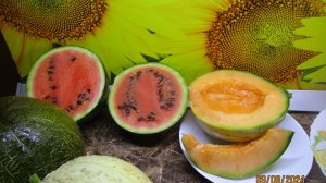 Получить в Сибири вызревшие полноценные семена дынь удается не каждый год!