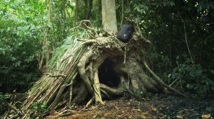 Строю секретное убежище внутри странного упавшего дерева. Ужин на природе. Бушкрафт