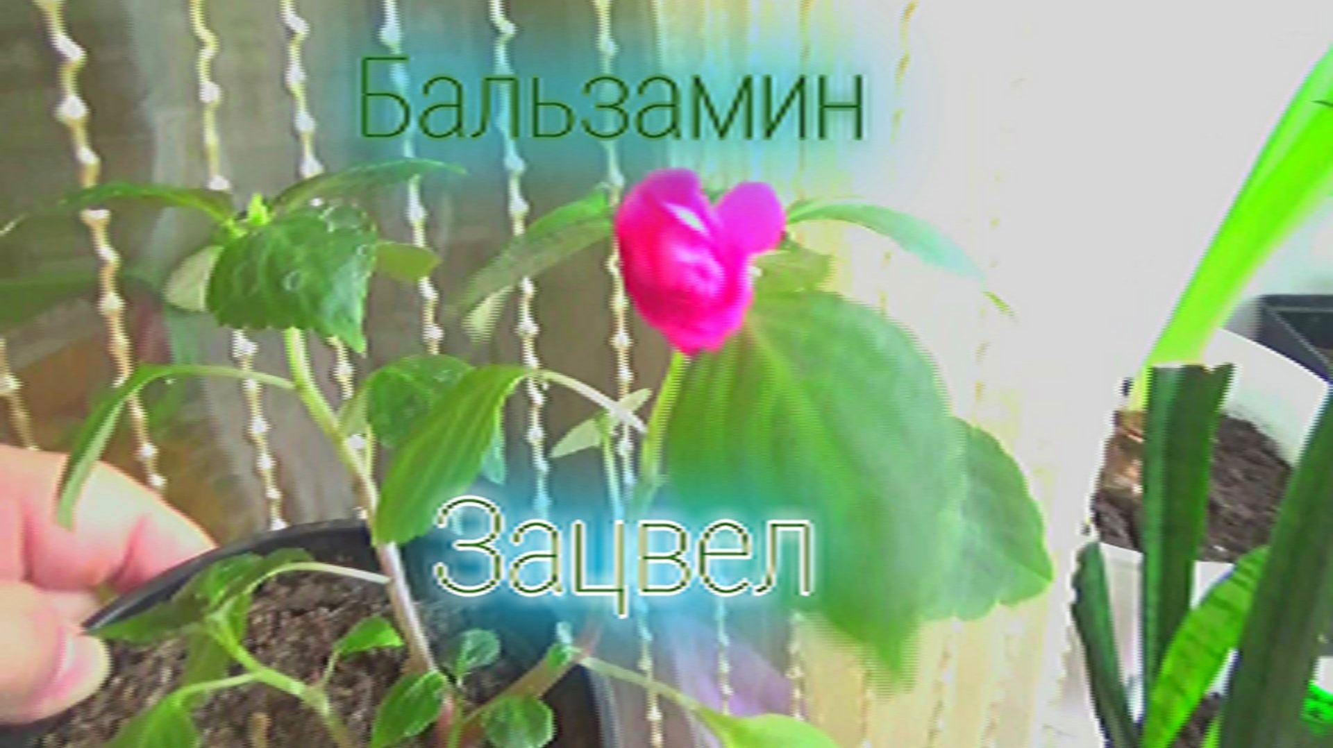 БАЛЬЗАМИН-первый раз зацвел, КОМНАТНЫЕ ЦВЕТЫ и уход за ними