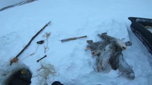 Рыбалка на налима. Отчёт с Енисея.