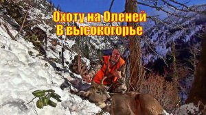 Охоту на Оленей В высокогорье ОБЯЗАТЕЛЬНО НУЖНО УВИДЕТЬ!!!