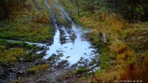 В Башкортостане в объектив фотоловушки попал волк-одиночка
