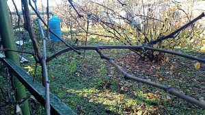 Утро 25 ноября.