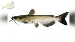 Вредные рыбы водоемов которые уничтожают хорошую рыбу! Если поймали такую не выпускайте обратно!