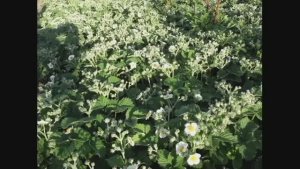 Выращивание клубники ковром