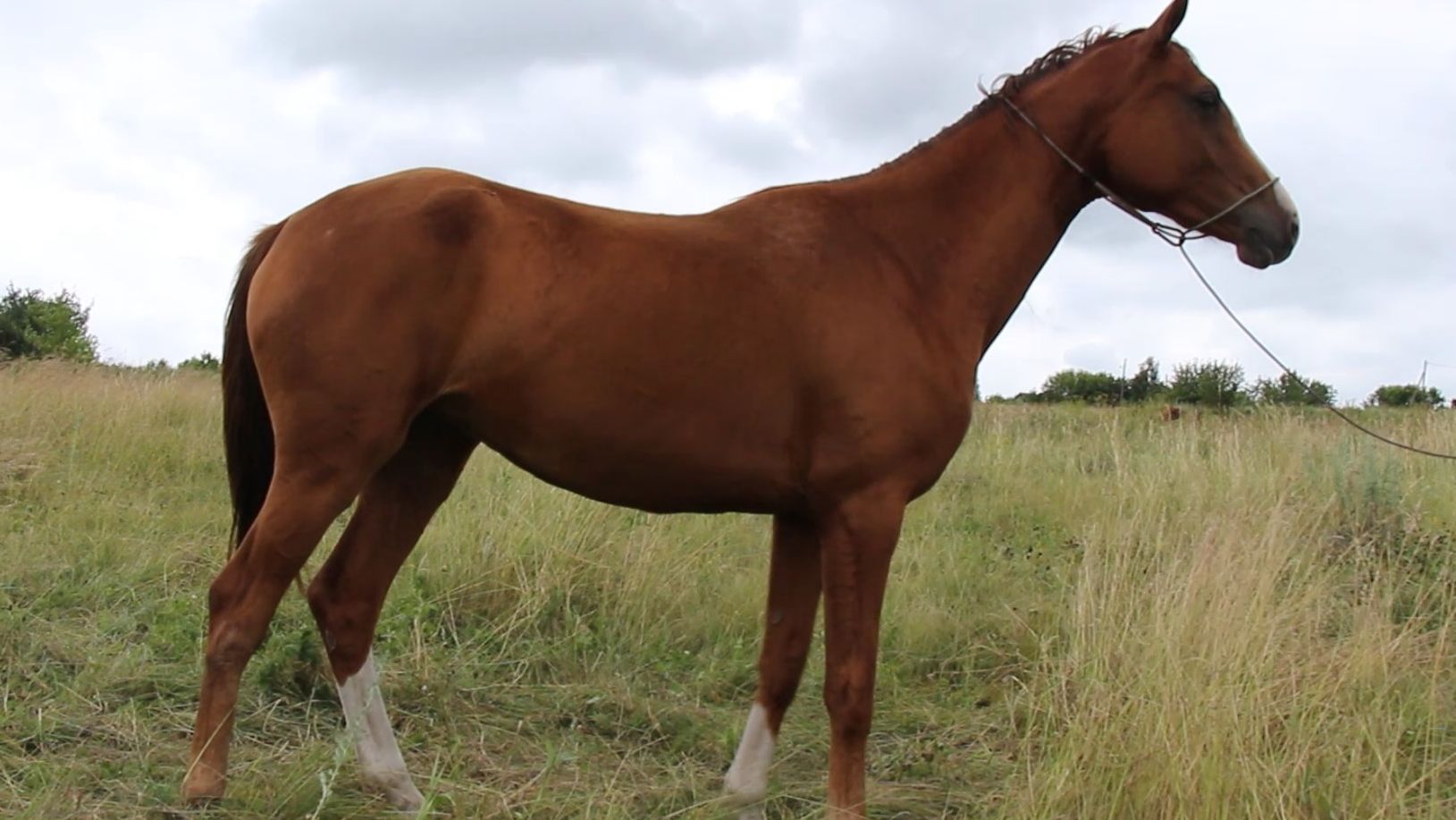 Предлагается к продаже будёновская кобыла БиБи, 2021г.р.