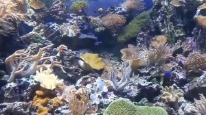 Подводный мир - моменты.  Москвариум на ВДНХ