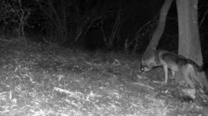 Фото ловушка 🐺🐺🐺