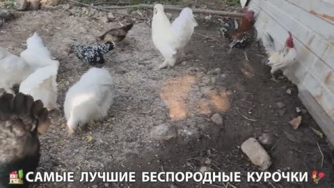 Цыплята и Курочки селяночки лучшие беспородные несушки 🥚 (391)