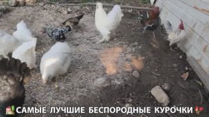 Цыплята и Курочки селяночки лучшие беспородные несушки 🥚 (391)