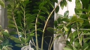 Милый город