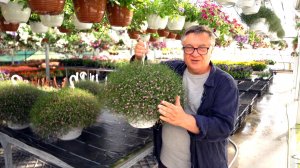 Королева балкона