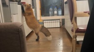 Лиса-Алиса. На кухне лиса была поймана с поличным