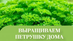 САДИМ ПЕТРУШКУ, НОВЫЙ СПОСОБ.