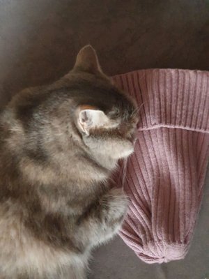 Распаковка 🐱Мяу!