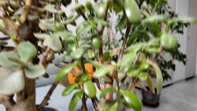 Апельсин. День денежного дерева. 26-11-2025