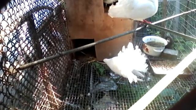 Голуби павлины в вольере.