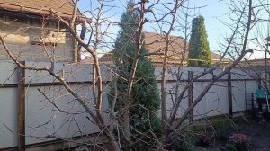 Такая вишня — мечта любого садовода. Результат летней обрезки.