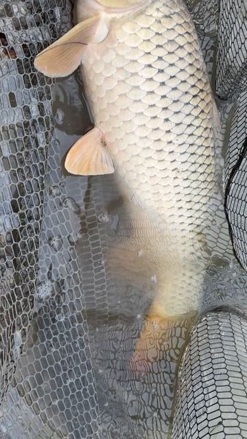 Рыбалка на сазана осенью смотреть онлайн