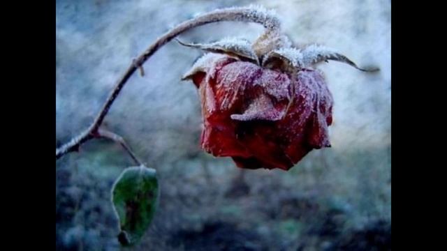 Цветочек Аленький Шедевр аранжировки @Лучшиепесни.МихаилБаюканский