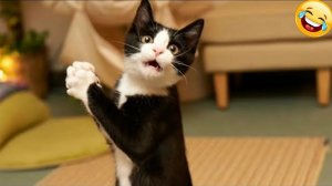 СМЕШНО ДО СЛЕЗ 😹😍 Смешные животные поднимут вам настроение 😍