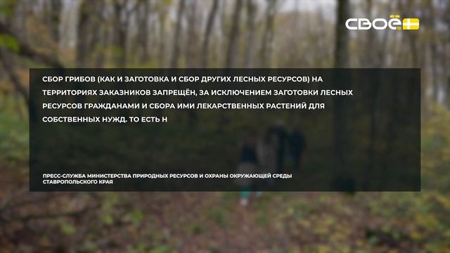 Сценарий цен. Грибы