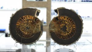 Аммонит, полированные половинки, Ульяновская область