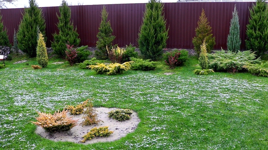 МОЖЖЕВЕЛОВЫЙ САД В КОНЦЕ ОСЕНИ. 25.11.2024г.