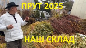 Компания ПАВИВА прут ивы склад ноябрь 2025 год все наши сорта для плетения деревьев , изгороди, арка