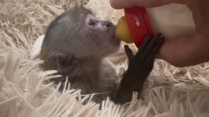 Море МИЛОТЫ ! Анфиса не дает Владу ни минуты покоя, а Мона с Фиником дружат)