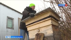 Кировчанам рассказали, как зимуют пчёлы