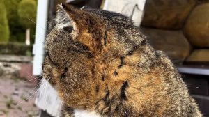 ДНЕВНИК лесного кота Барсика: «К зиме готов!»  - ноябрь 2025 года