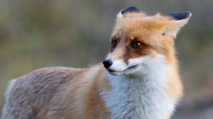 Бешеные лисы нападают на домашних животных по всей России