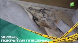 Жизнь, покрытая плесенью. Жители Ленинского района жалуются на протекающую крышу