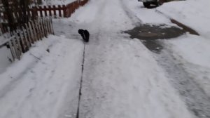 Встреча с соседом.