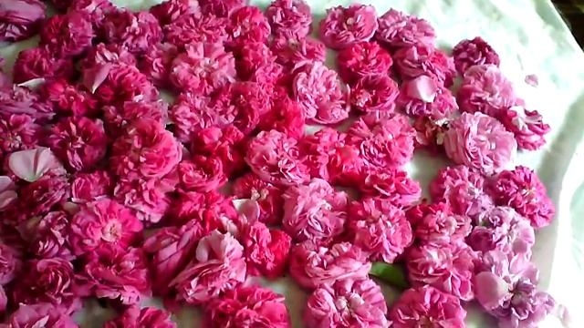 Rose essential oil Crimea. The scent of flowers I give you! Роза, крымская эфиромасличная.