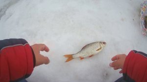 ПОКА ЛЁД СТОИТ, МЫ ЛОВИМ! ПРИЯТНАЯ РЫБАЛКА ЗИМОЙ. ЛОВЛЯ РАЗНОЙ РЫБЫ. ЗИМНЯЯ РЫБАЛКА