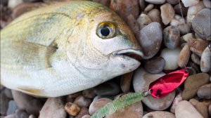 Ласкирь, ловля ласкиря осенью, спиннингом с берега на блесну