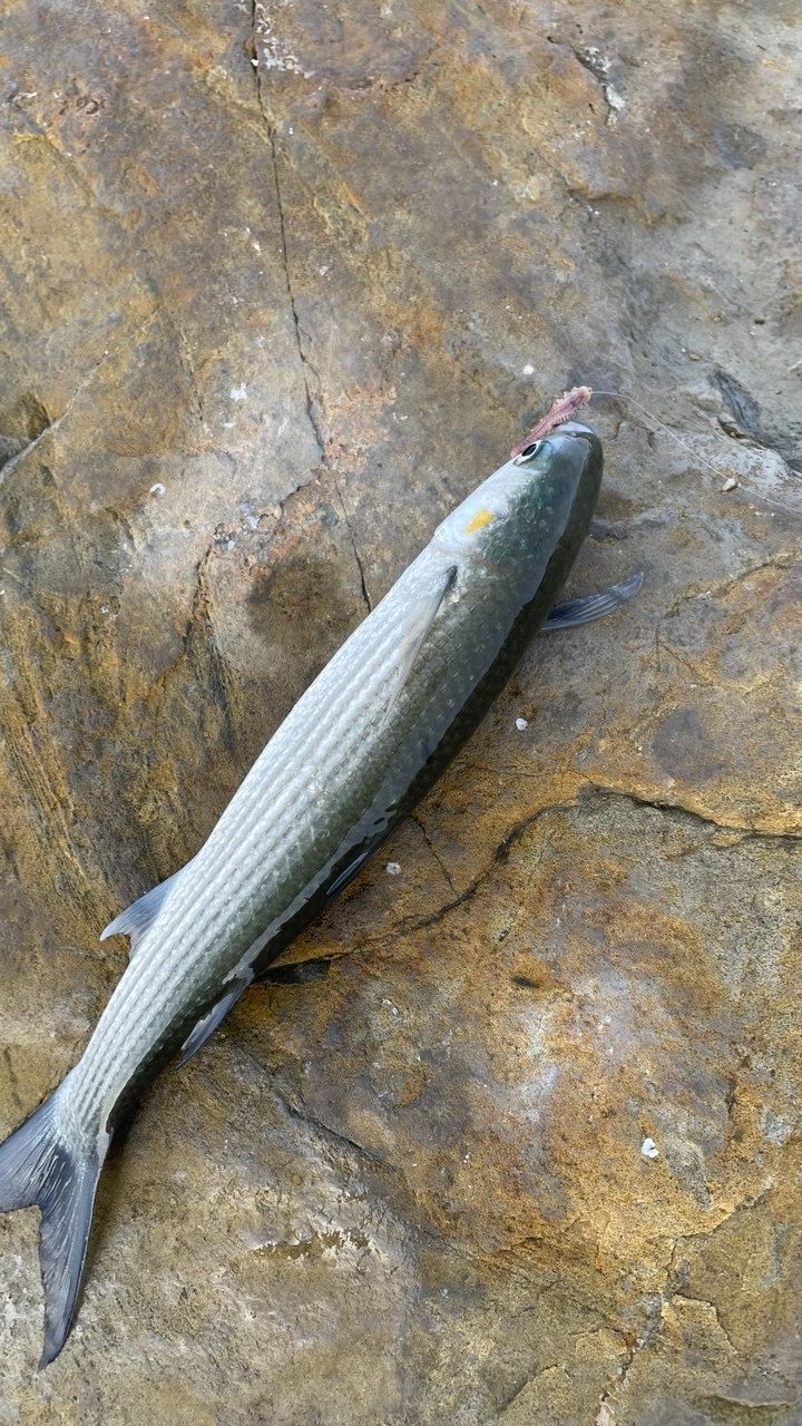 Ловля кефыли, Чёрное море, Лермонтово