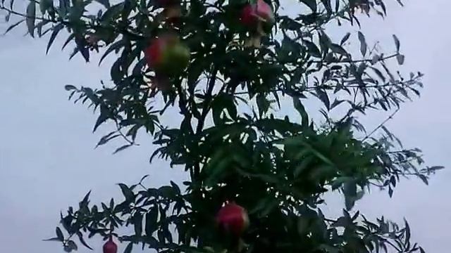 Карликовый гранат. Крым.  Punica granatum 'Nana'.