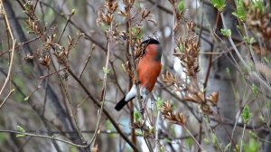 Снегирь в городе Очёр | Ураловед