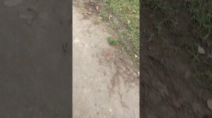 Иду в школу