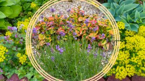 Многолетние растения с небольшими "НО" для Подмосковного сада.